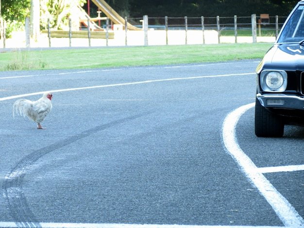 Chicken road slot - Een Kijkje naar het Populaire Gokspel: Chicken Road Netherlands Online Spelen