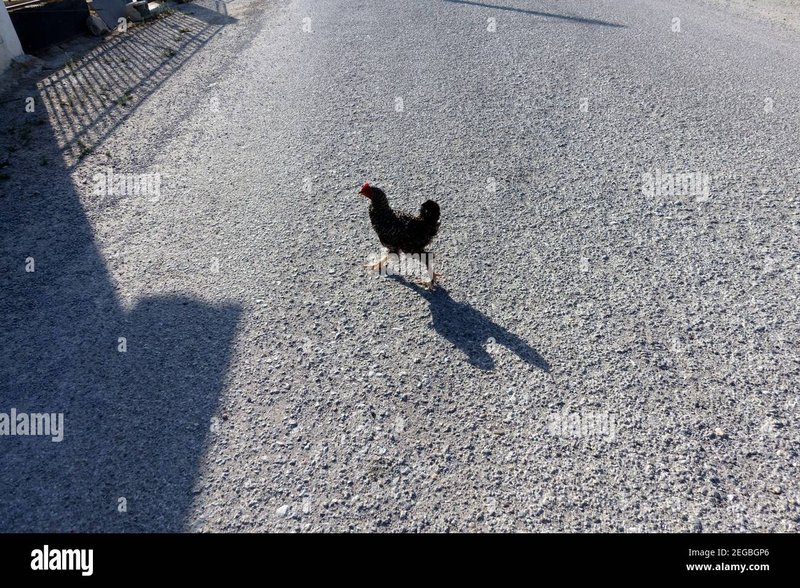Netherlands - chicken road demo
